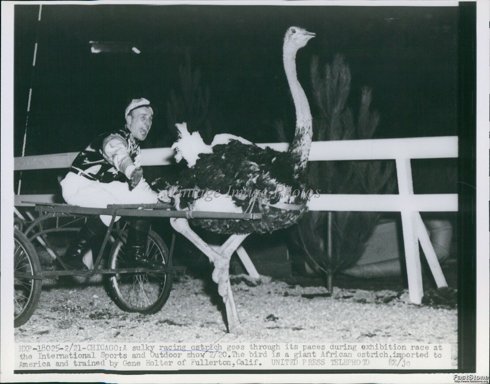 1938 Racing Ostrich International Sports Outdoor Show Chicago Wirephoto 7X9