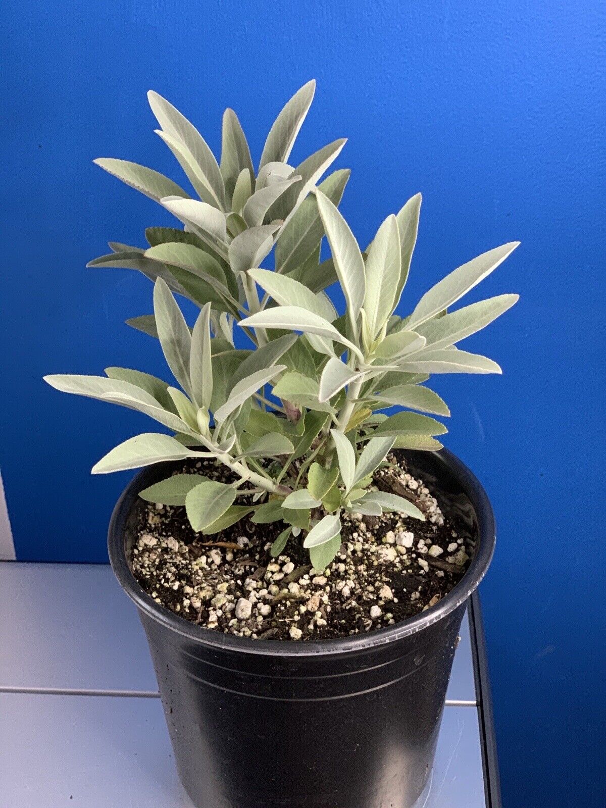 White Sage LIVE Plant in 1 gallon Pot. Salvia Apiana- SHIPS USPS PRIORITY 1-4