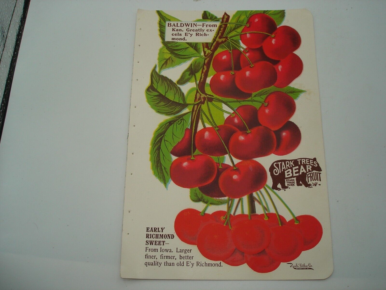 Rare 1901 Stark Bros. catalog page CHERRIES vivid colors ephemera/bright red