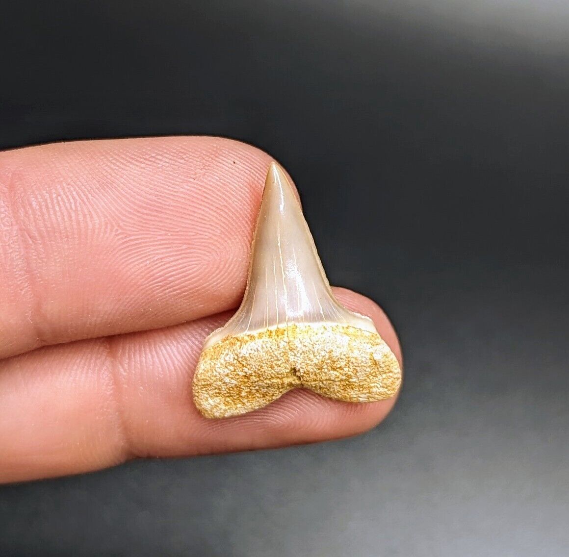 Stunning Gem Mako Shark Tooth From Bakersfield California