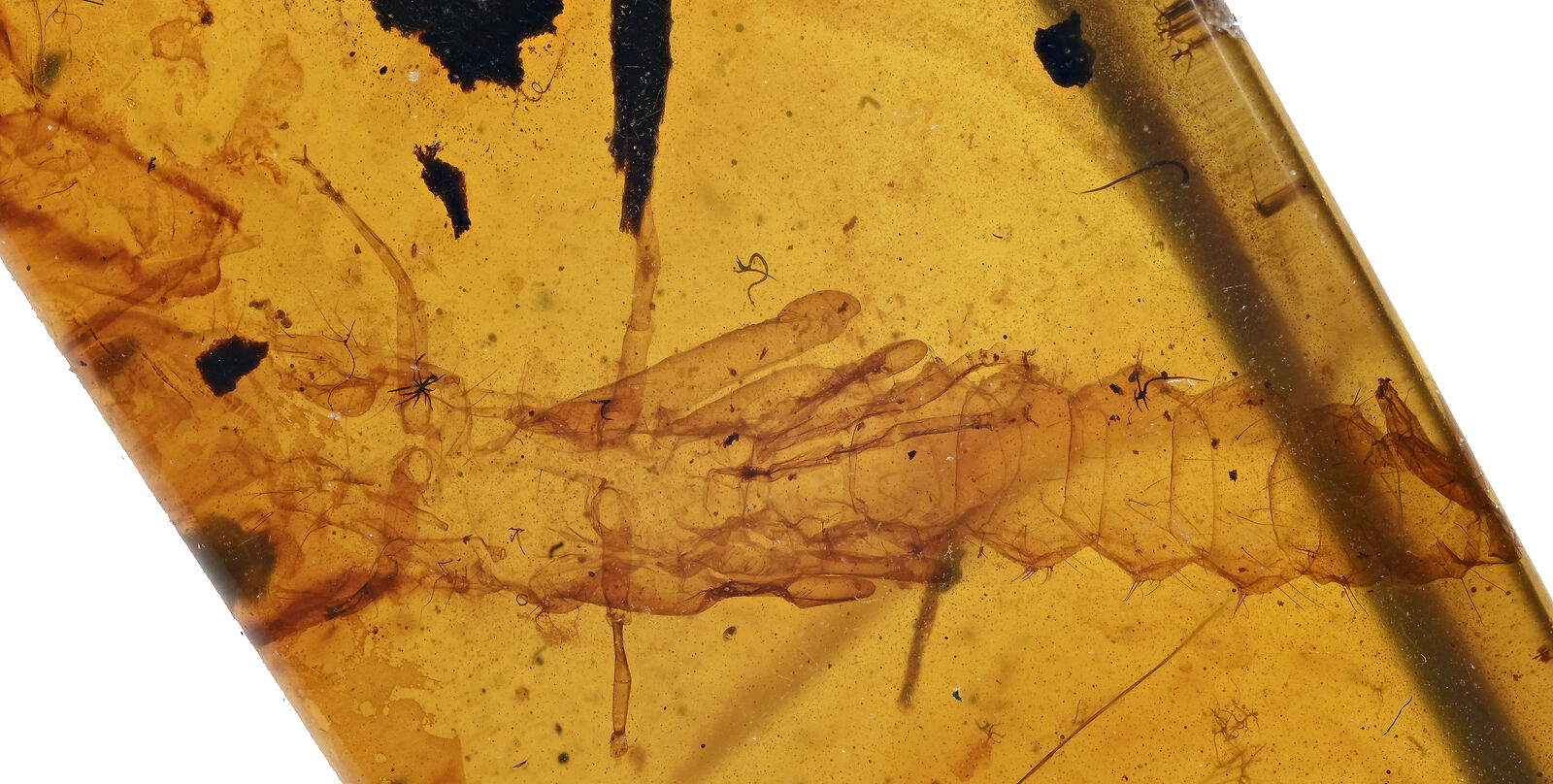 Rare Partial Scorpion, Fossil inclusion in Burmese Amber