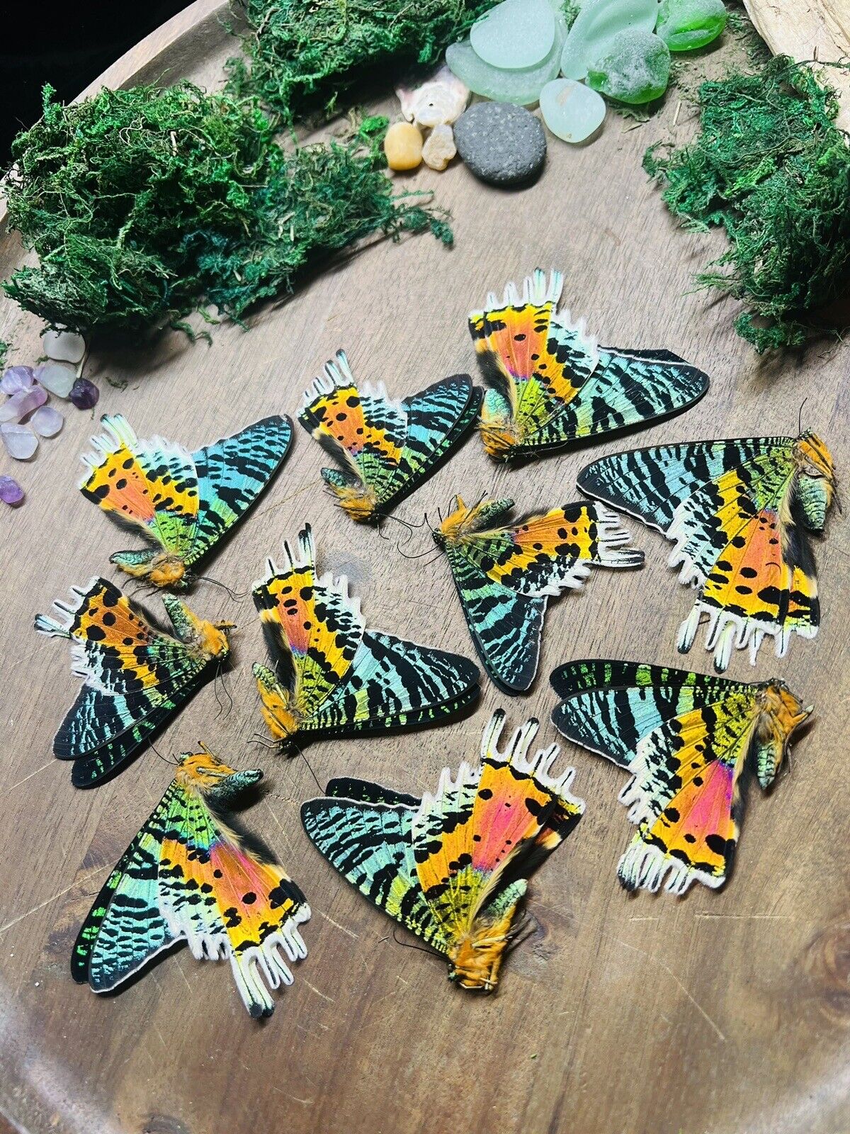 WHOLESALE Lot of 10 Urania ripheus REAL Madagascar Sunset Moth BULK Butterfly