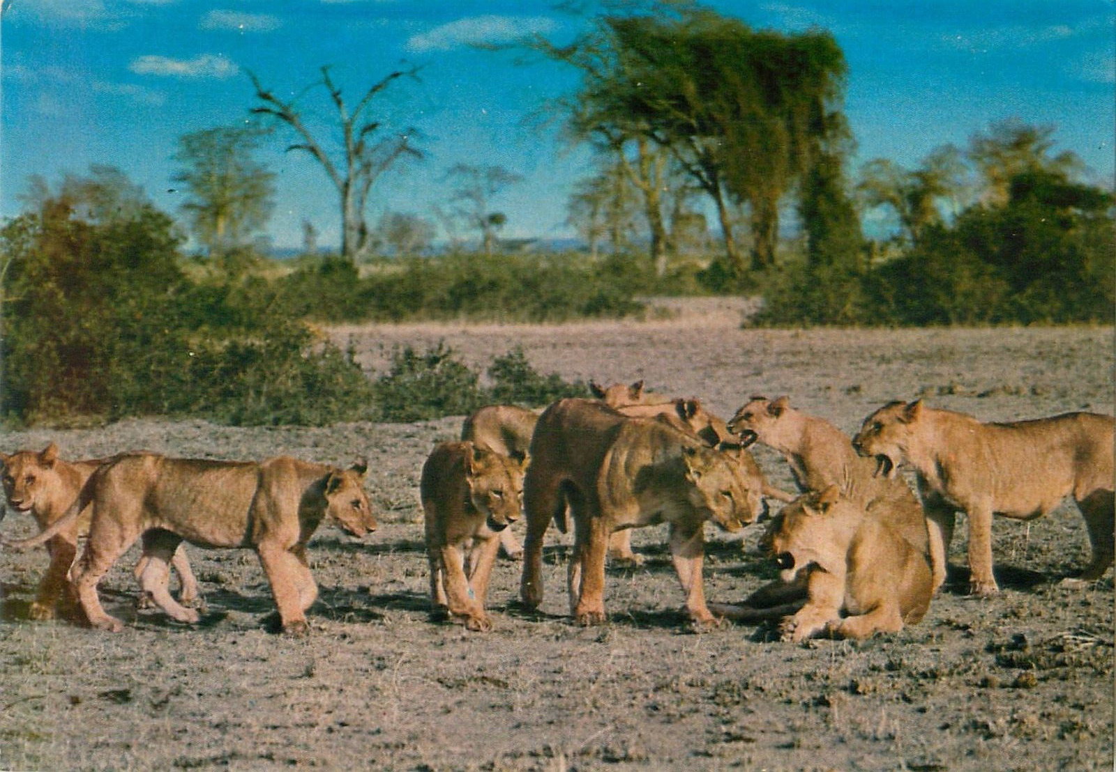 Vintage African Wild Life - Lion Pride - Unposted NOS Postcard