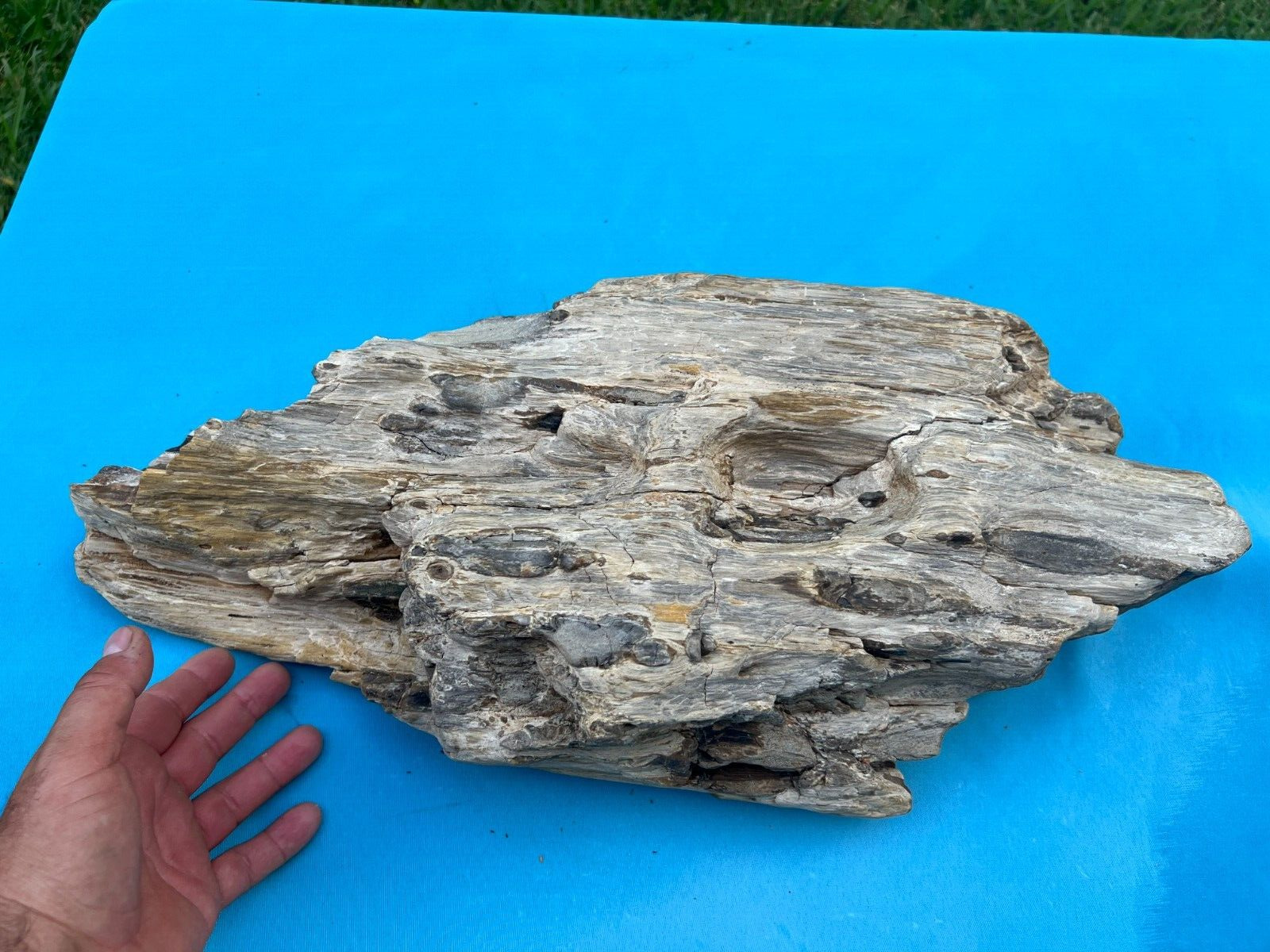 Texas Petrified Fossil Wood Large 22\