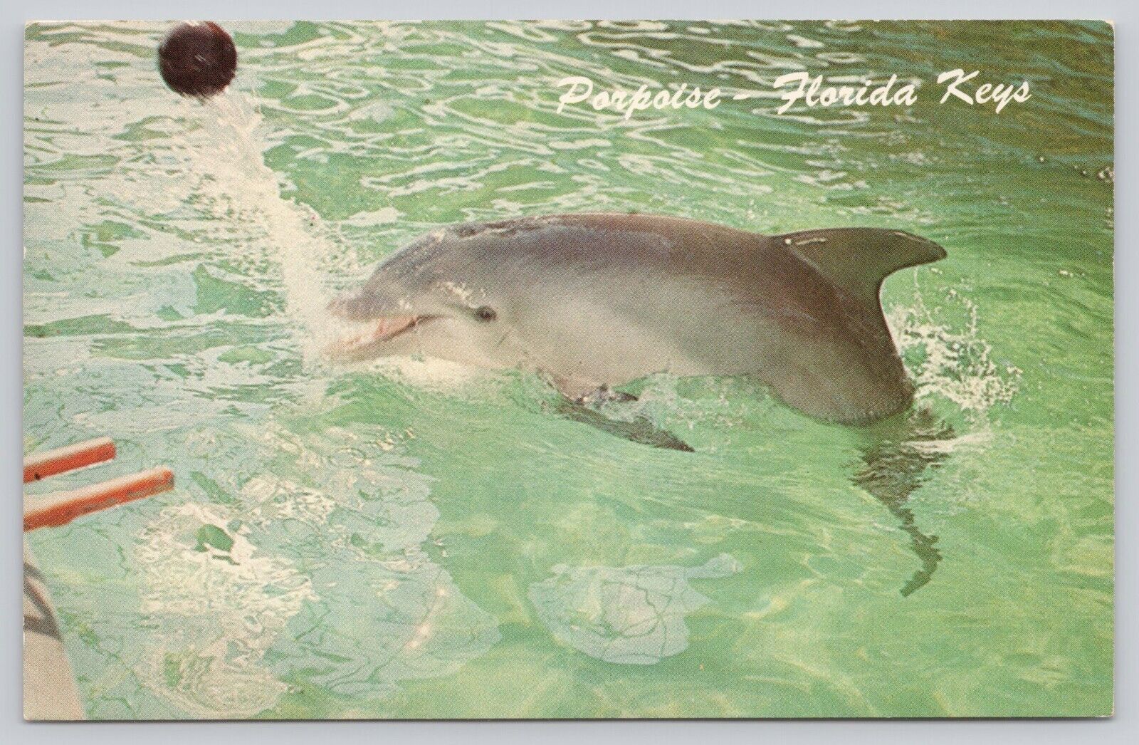 Porpoise Performing Miami's Seaquarium Florida Keys Vintage Postcard