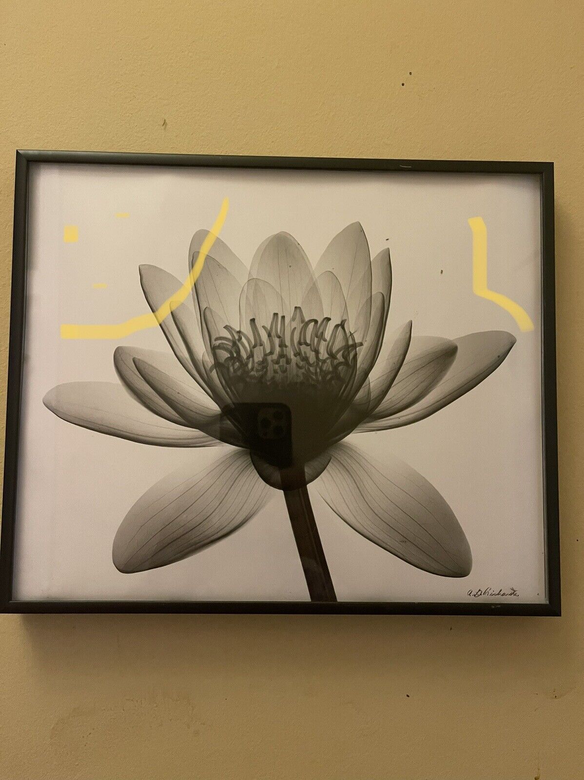 Albert G Richards photograph 8x10 X-ray Flowers Ann Arbor Radiographs