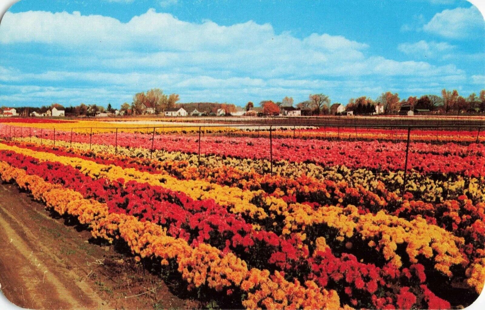 Jackson & Perkins Chrysanthemum Fields - Newark New Jersey NJ - Postcard