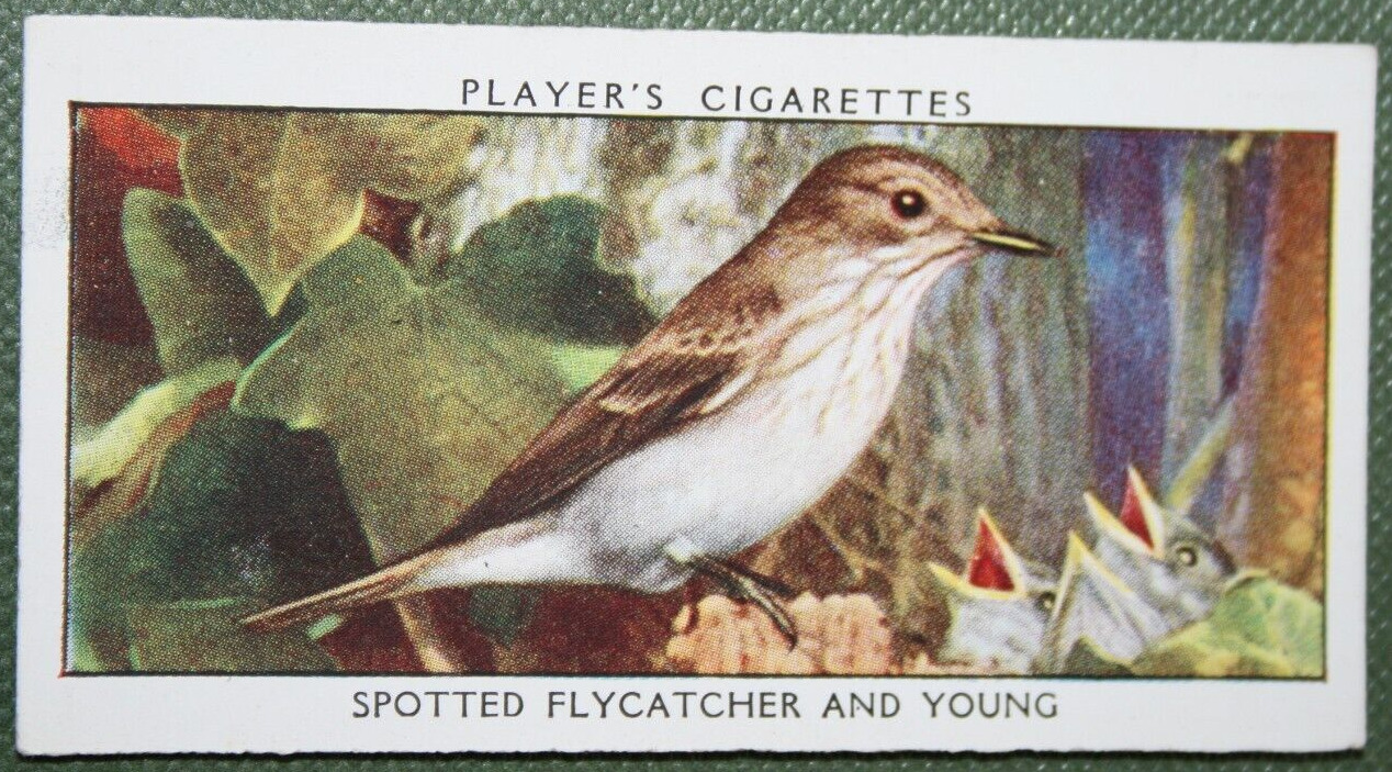 SPOTTED FLYCATCHER   Vintage 1930\'s Illustrated Bird Card  BD18