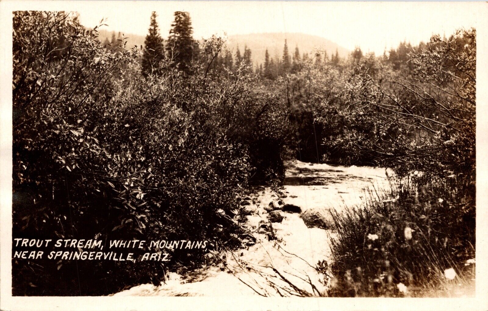 RPPC Springerville Ariz. White Mountains Trout Stream Nature Scenic Postcard 6C