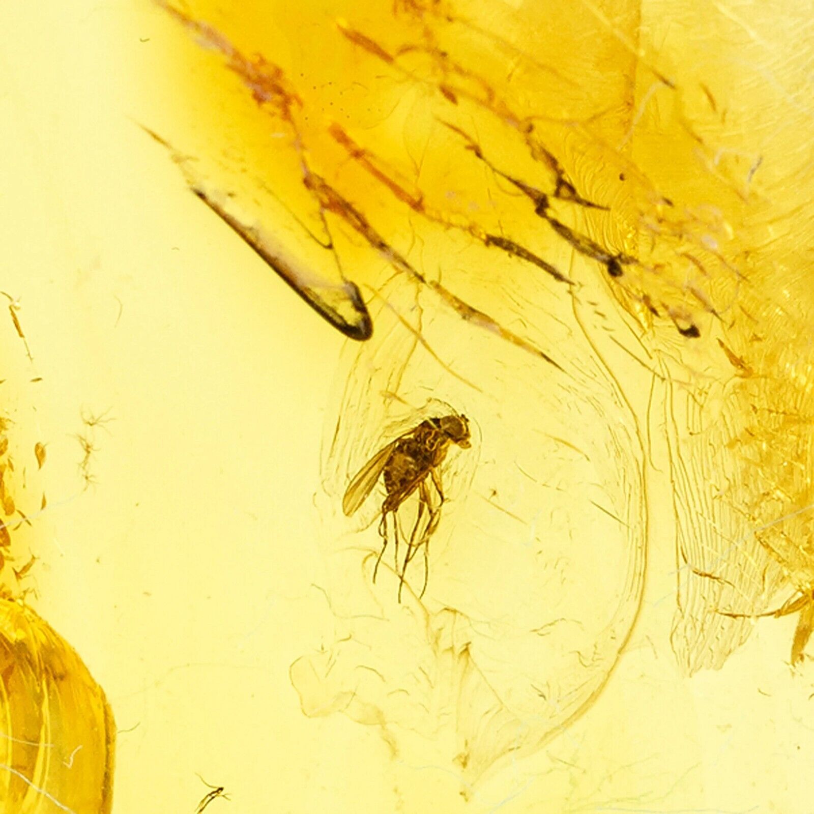 Amber with Insect,  Small Fossil Fly Insect Inclusion in Genuine Baltic Amber