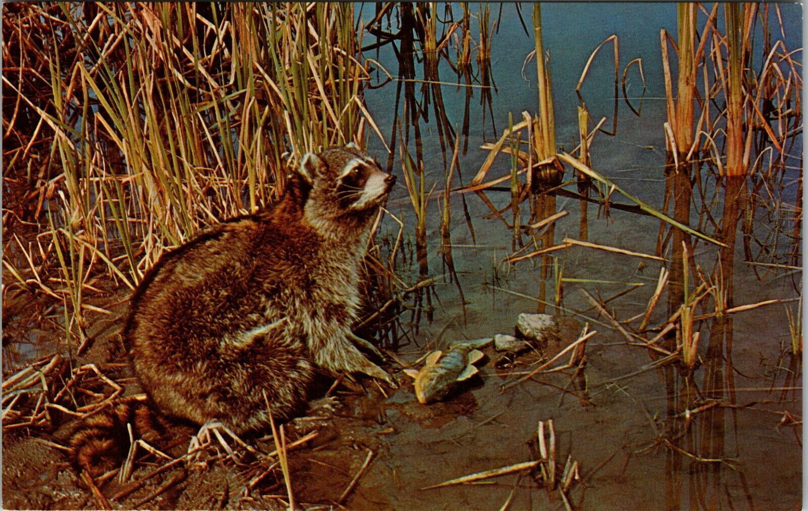 Raccoon Feeding Along Lake Edge Postcard