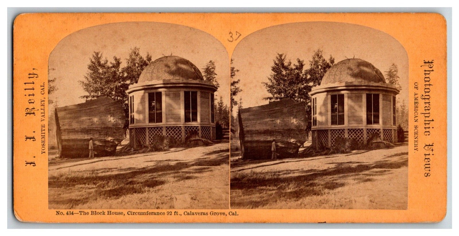 Mammoth Trees of Calaveras California ~THE BOX HOUSE ~ STUMP HOUSE