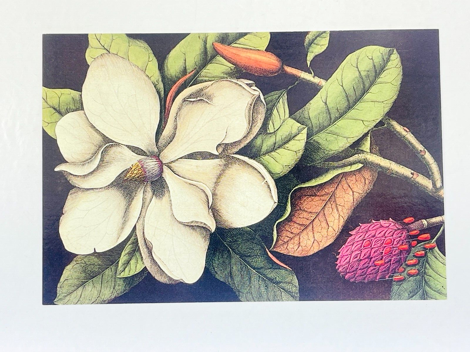 Vintage Postcard Colonial Williamsburg Virginia VA Magnolia Flower Bud Litho