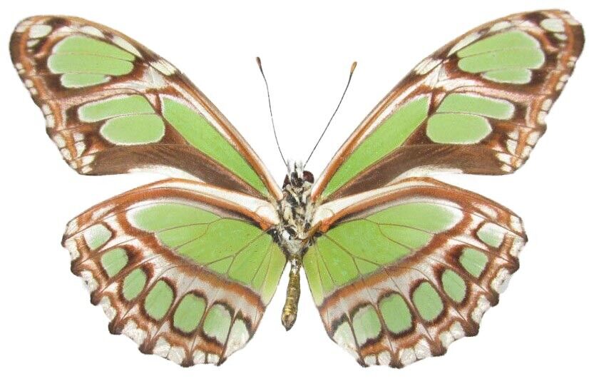 Philaethria dido verso ONE REAL BUTTERFLY GREEN PERU UNMOUNTED WINGS CLOSED