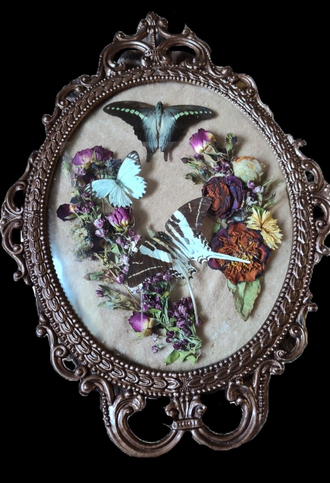 Real Taxidermy W/ Butterflies And DayMoth Ornate Convex Glass Frame Cottagecore 