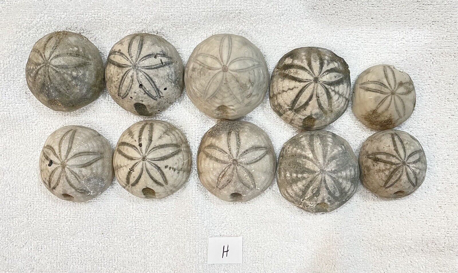 Set Of 10 Fossilized Sea Biscuits From Holden Beach North Carolina