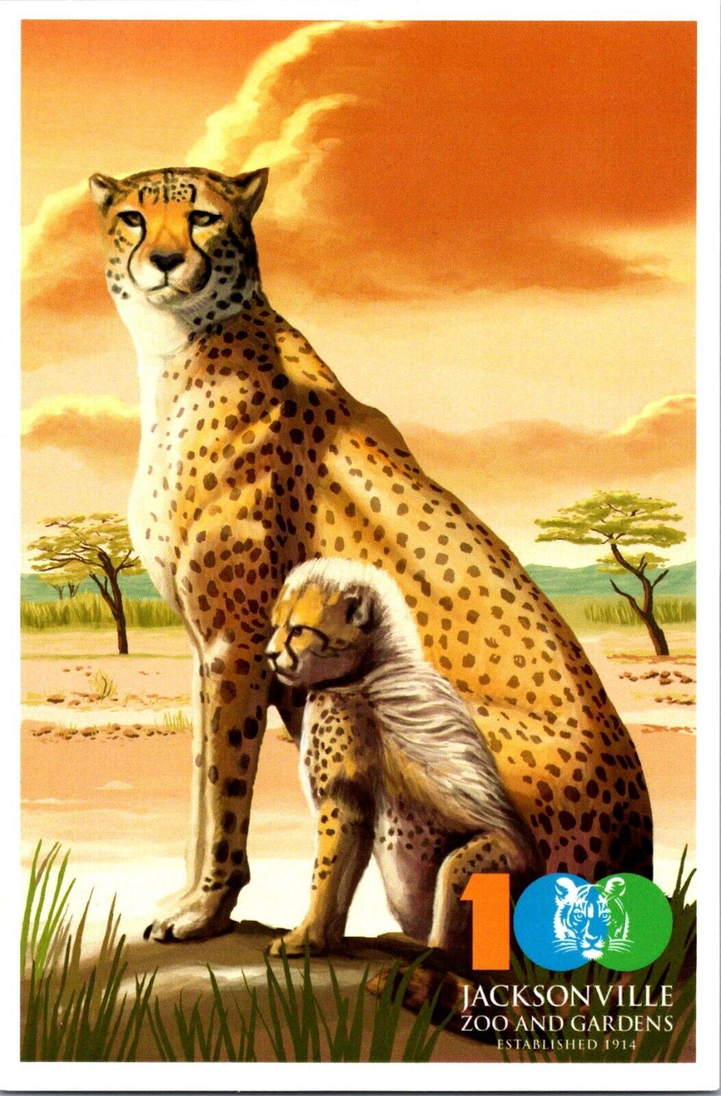 Jacksonville Zoo & Gardens Florida Cheetah 100th postcard