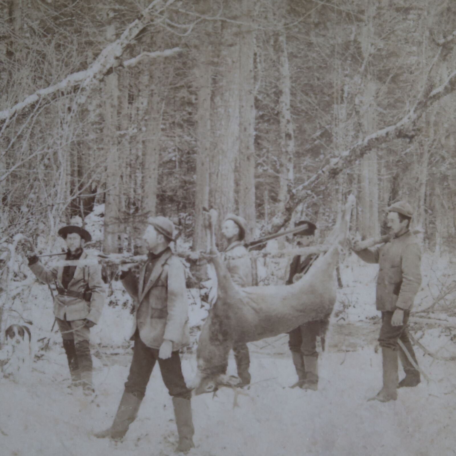 c1900 Hunting Group Carry Very Large Buck from Woods Stereoview A5