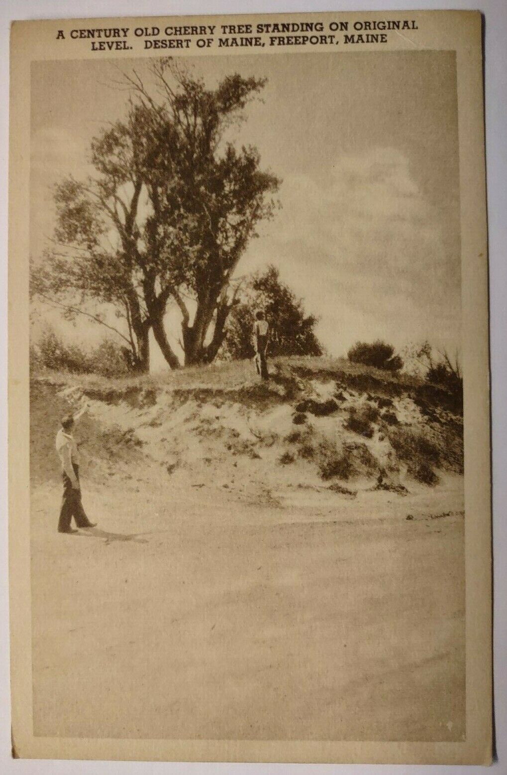 Century Old Cherry Tree Original Level Desert of Maine Freeport Postcard ME