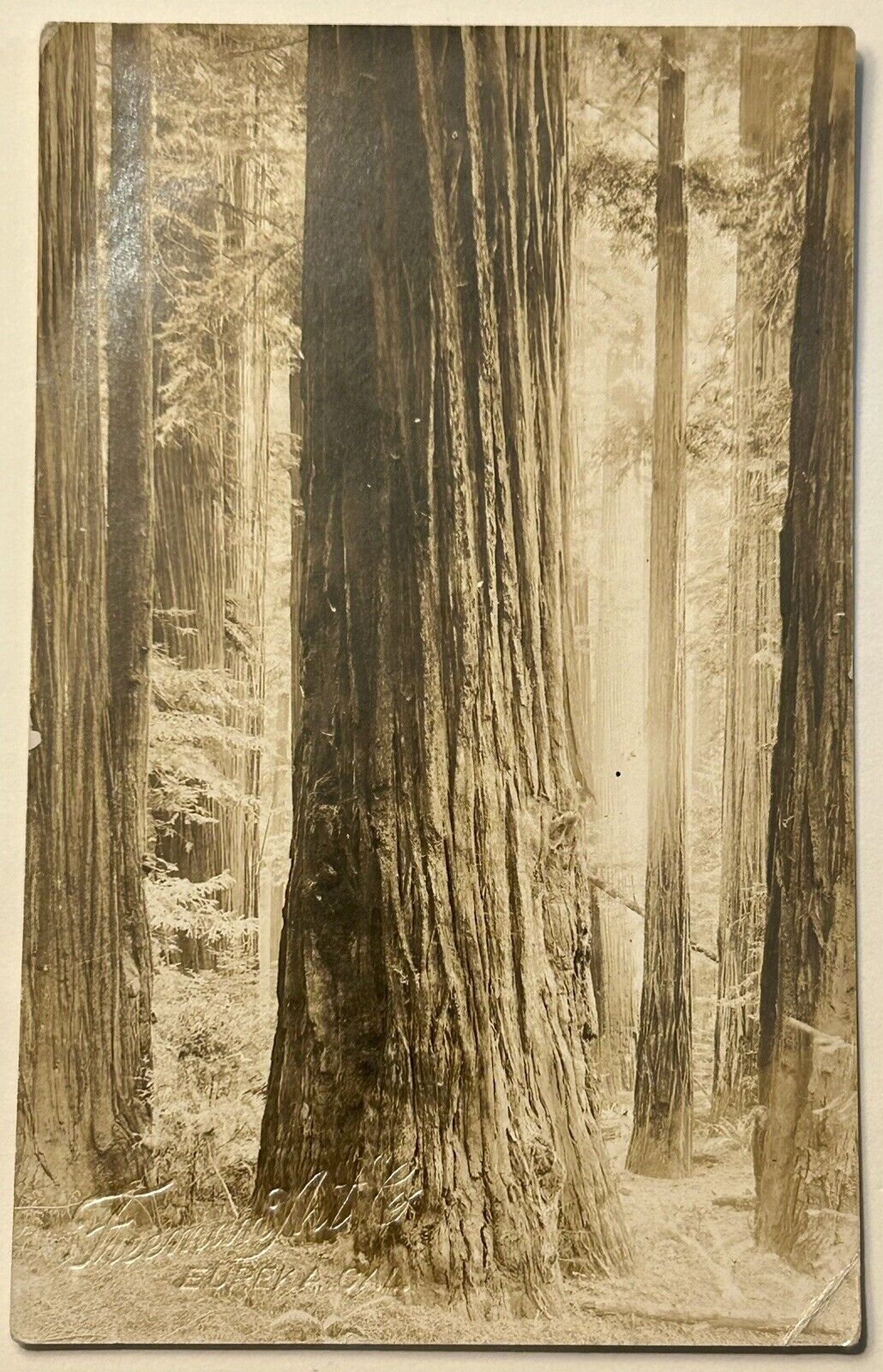 Eureka California Freeman Art.  Redwood Trees. Real Photo Postcard. RPPC CA