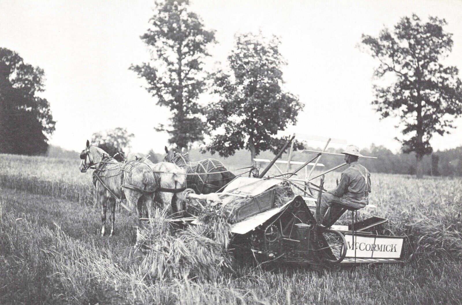 Postcard VT Shelburne Farms Horses Wheat Harvest Farm McCormick, Circa 1900, 6x4