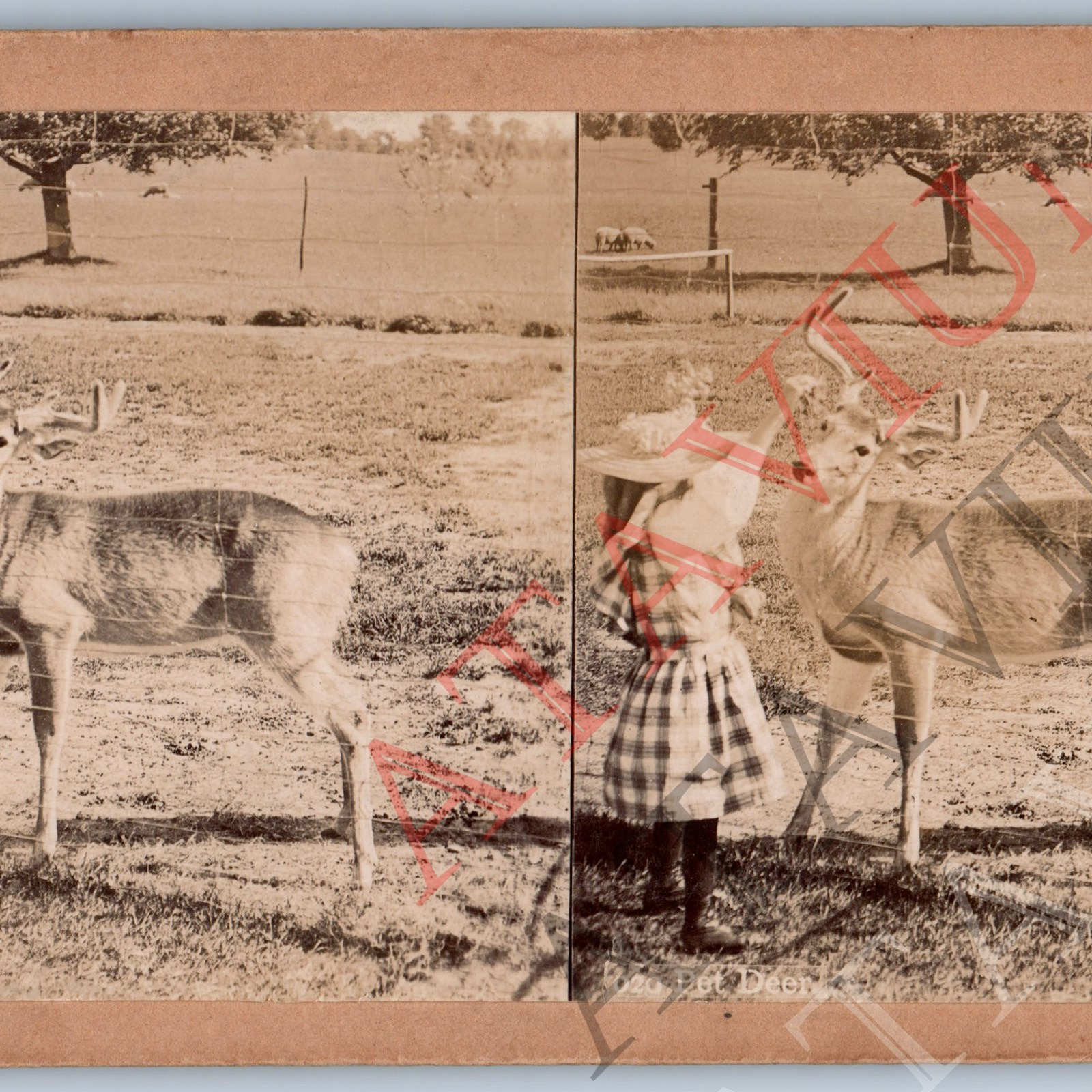 c1890s Adorable Little Girl Pets Deer Real Photo Stereoview Cute Child Lady V42