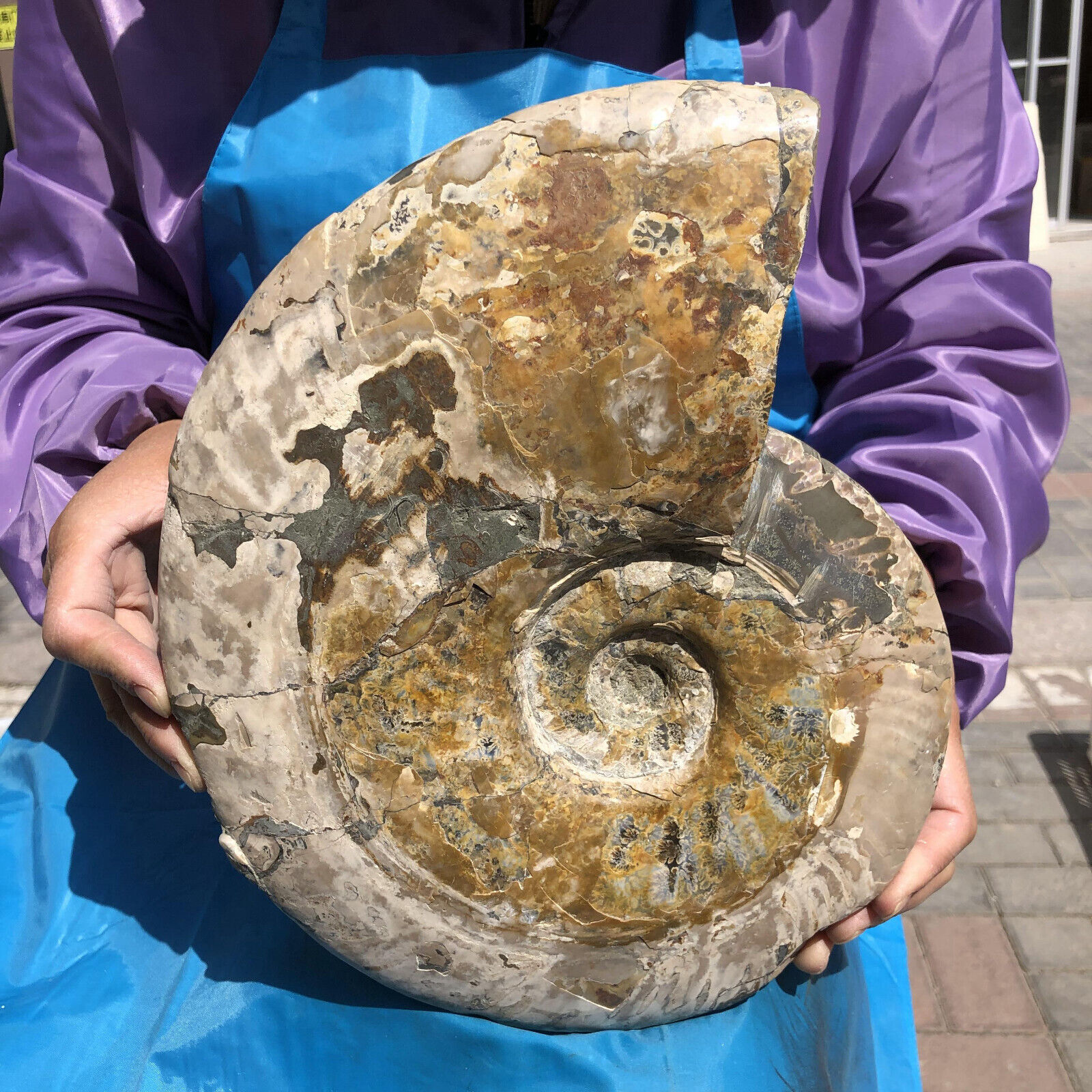 11.3LB Natural Whole Ammonite Fossilized Crystal Mineral Specimen Reiki Healing