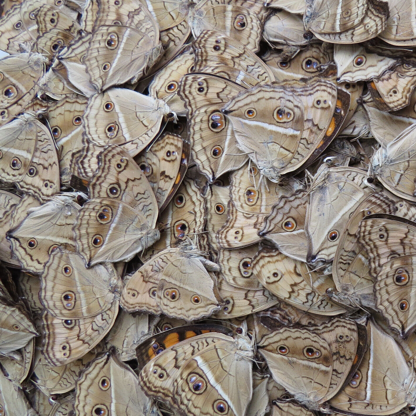 50 pcs wholesale unmounted real butterfly Nymphalidae junonia almana summer 