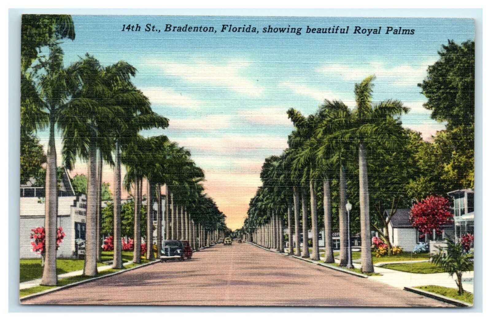 POSTCARD Beautiful Royal Palms 14th Street Bradenton Florida FL 