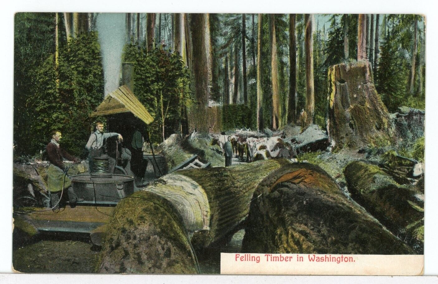 1907 - 1915 A Timber Camp, Felling Timber in Washington, Postcard