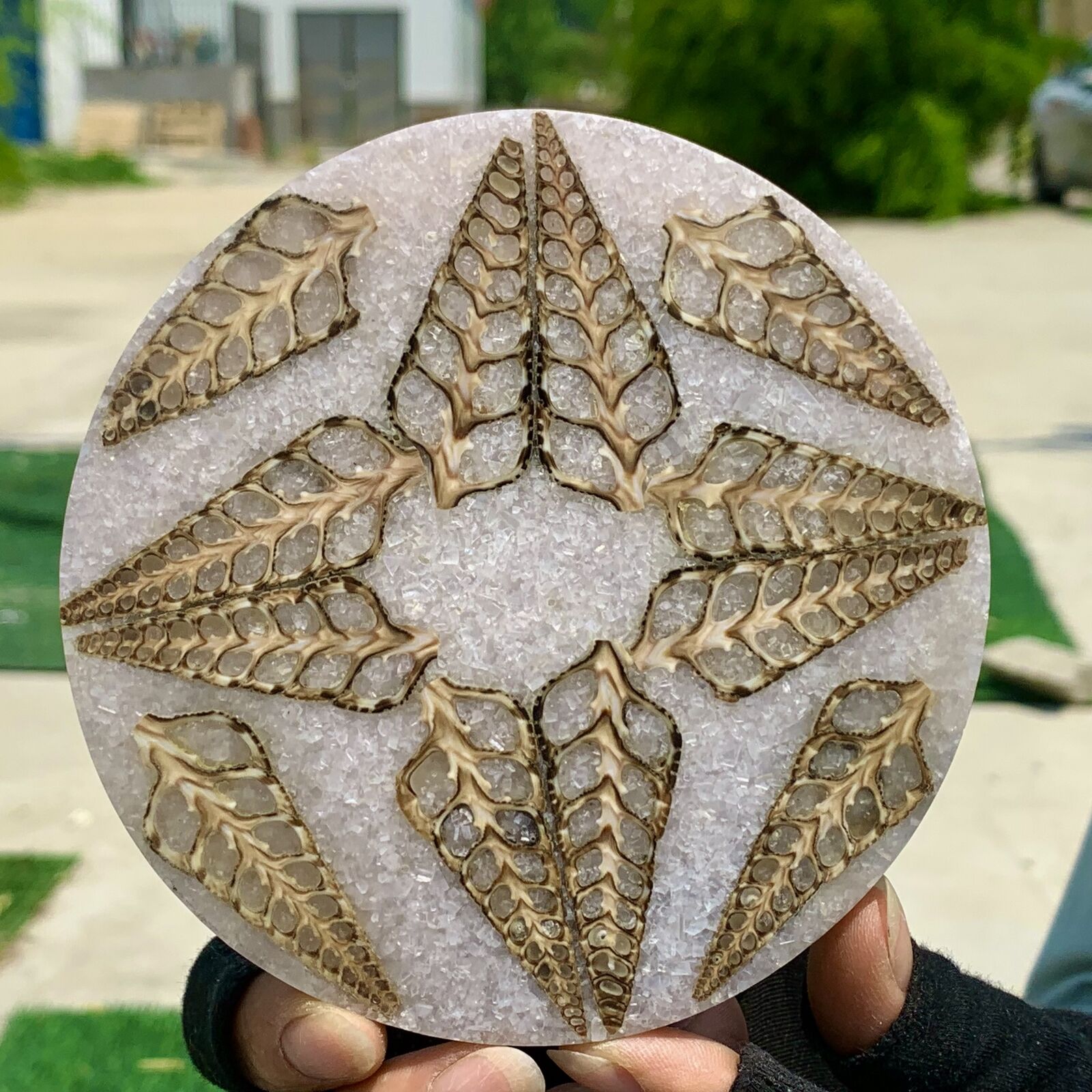 119G Rare Natural Tentacle Ammonite FossilSpecimen Shell Healing Madagascar