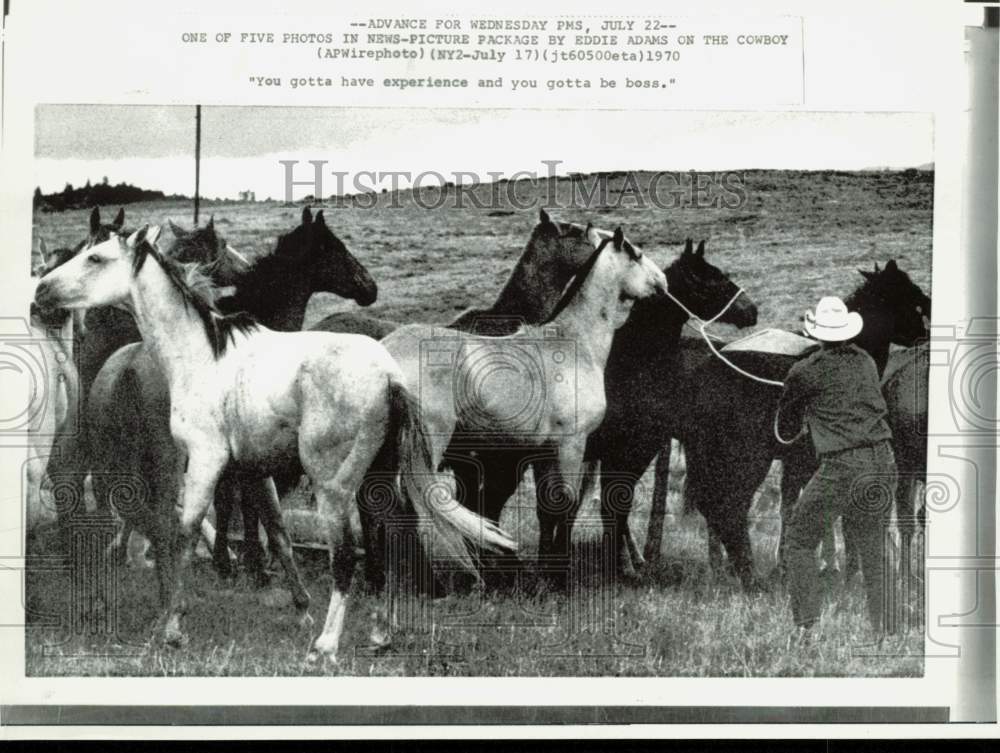 1970 Press Photo Cowboy rounds up herd of horses. - afa38340