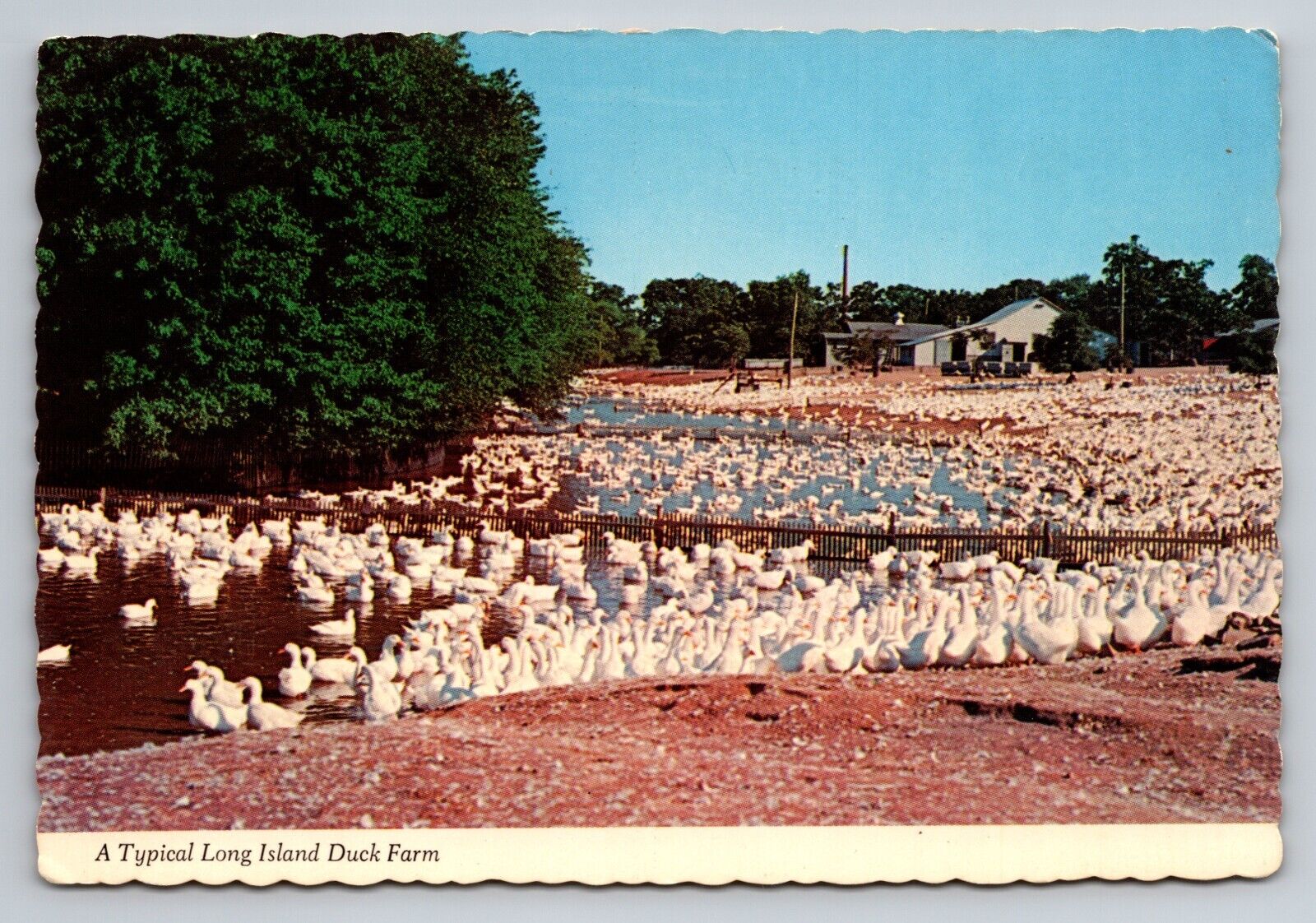 A Typical Long Island Duck Farm New York Vintage Unposted Postcard