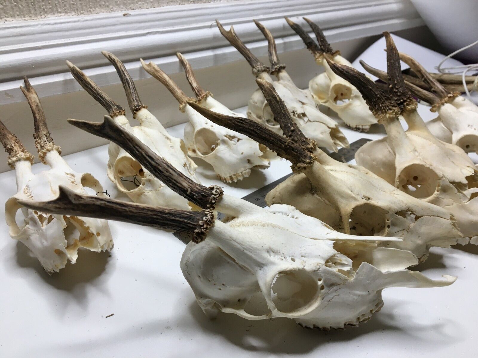 Roe Deer Antlers on Skull NATURAL / HOME WALL DECOR / Taxidermy ( Medium )