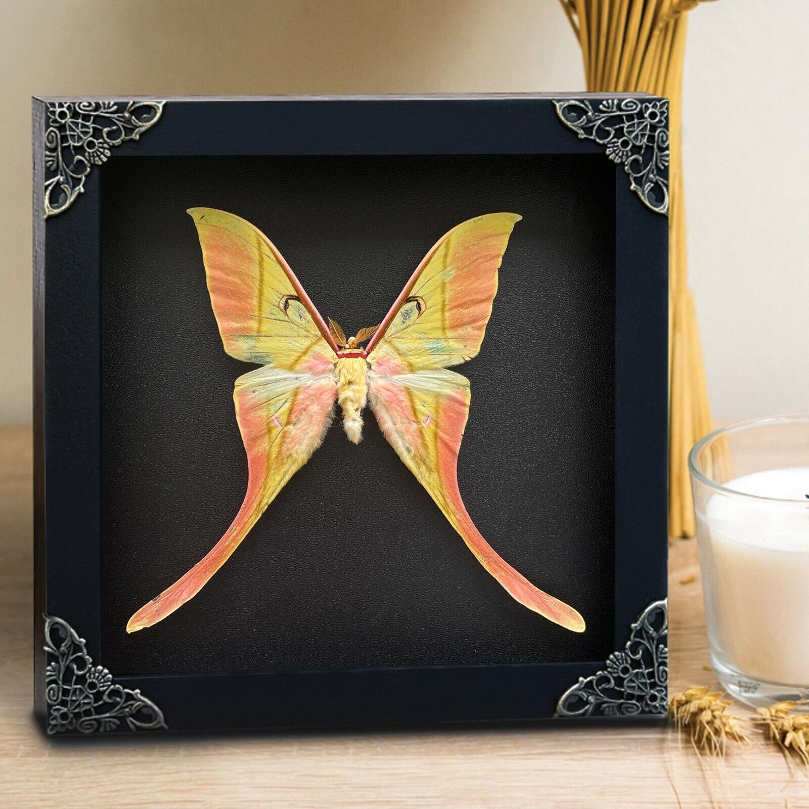 Real Moon Moth Framed Taxidermy Preserved Insect Shadow Box Decor Gift For Lover