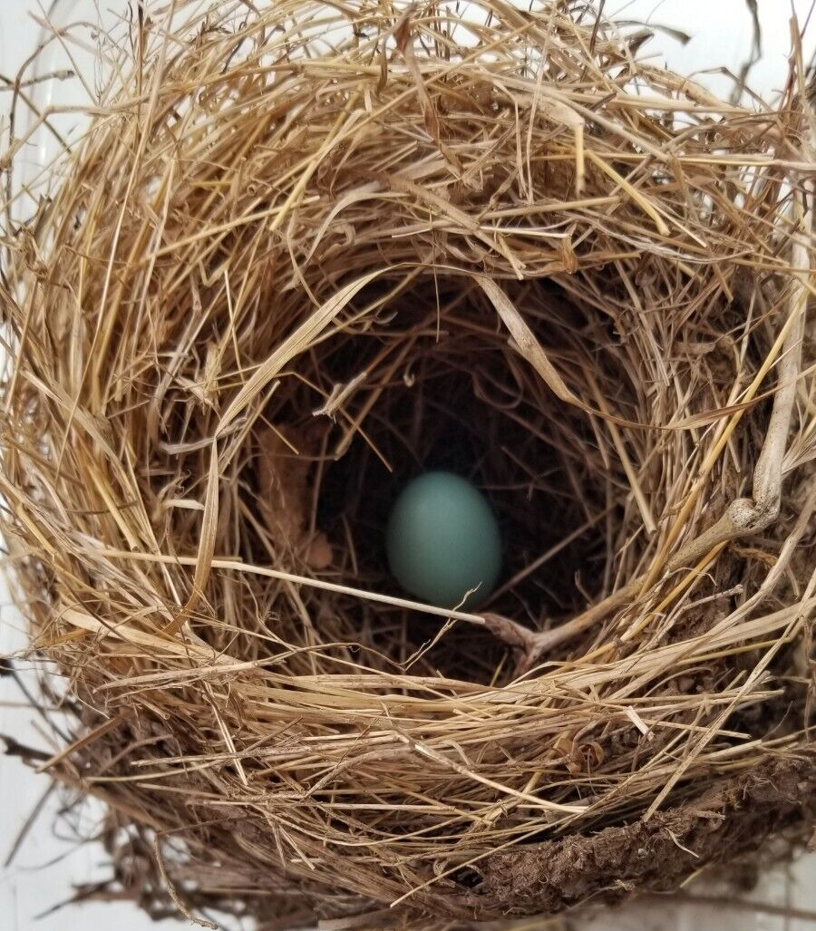 Authentic 2023 Ct. Robins Nest Craft Taxidermy Abandoned + 1/2 a Blue Egg
