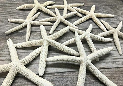 Finger Starfish | 10 White Finger Starfish 6