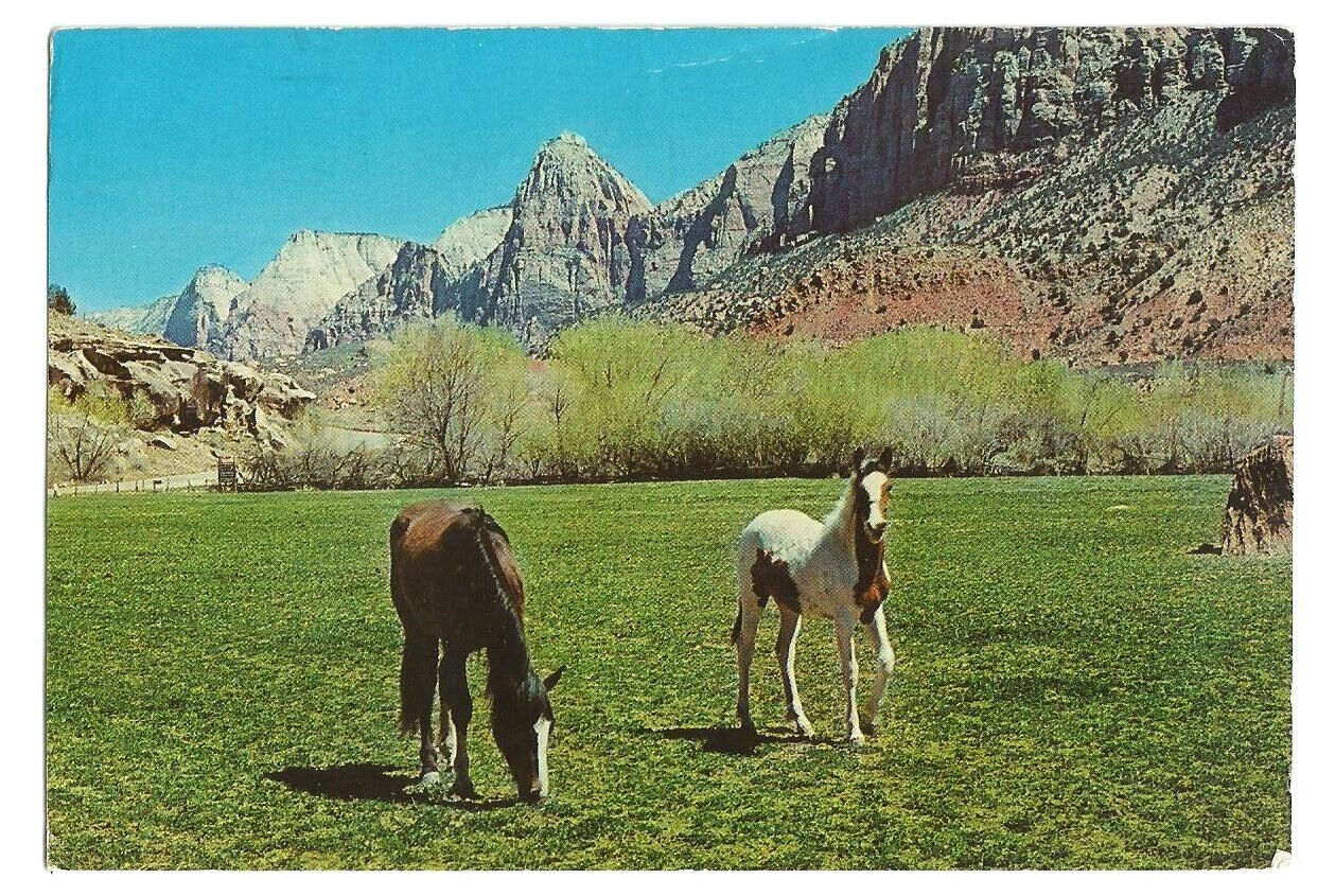 Horses Mountains Postcard Scenic West