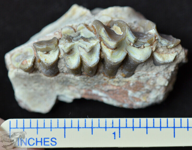 Oreodont Upper Section, Leptauchenia Fossil, Badlands, S Dakota, Oligocene O1419