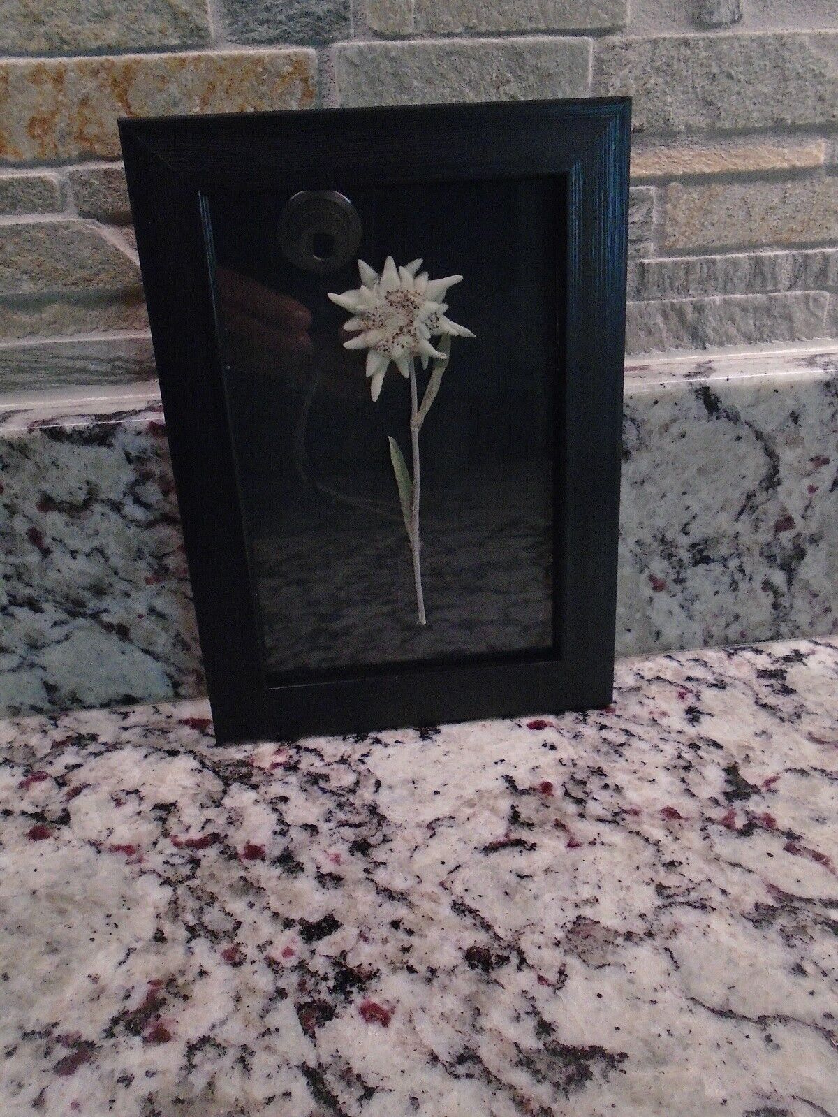 Edelweiss Real Dried Flower  7x5\