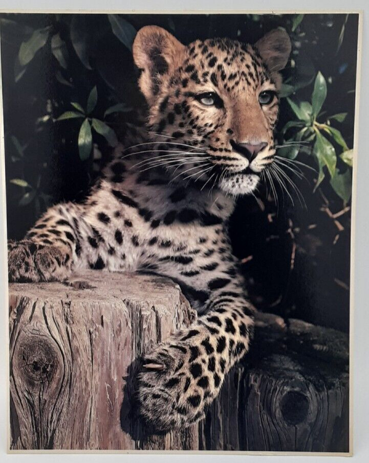 John Wagner Collection IMPACT Photo Print 1979 Leopard #1045 8X10