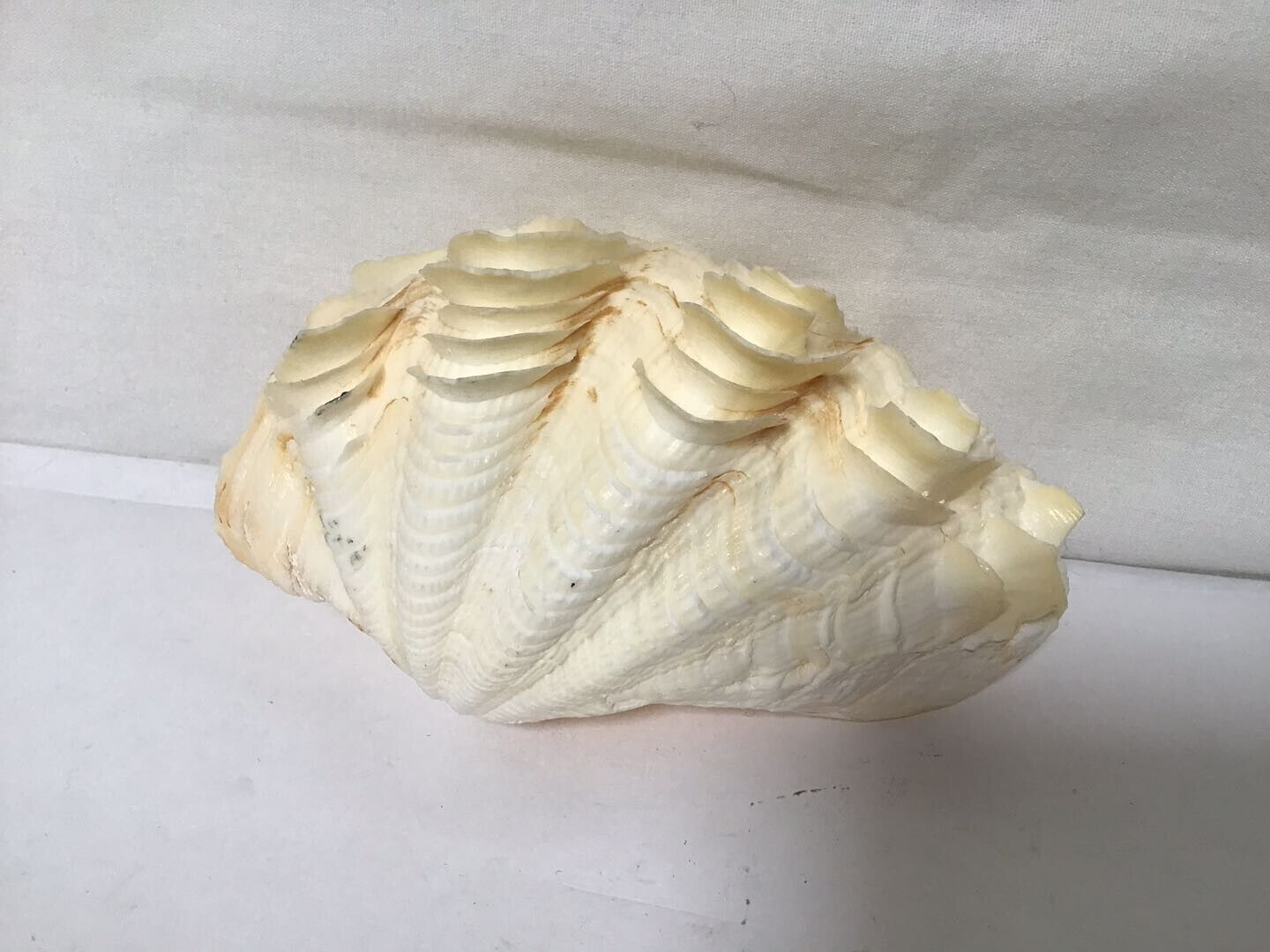 EE91 Vintage Fluted Giant Tridacna Clam Natural Decorative Sea Shell