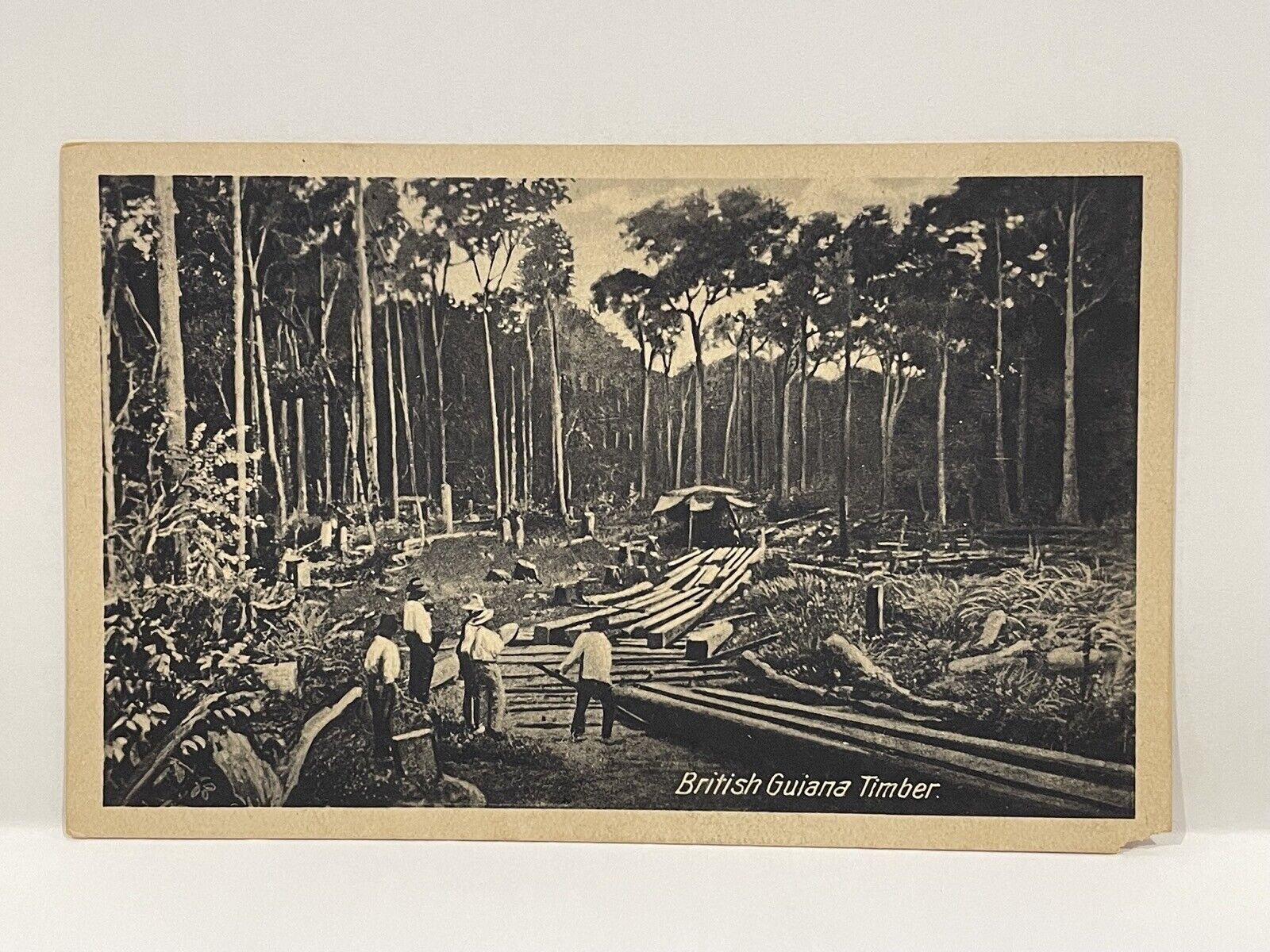 British Guiana Timber. Logging. Postcard.