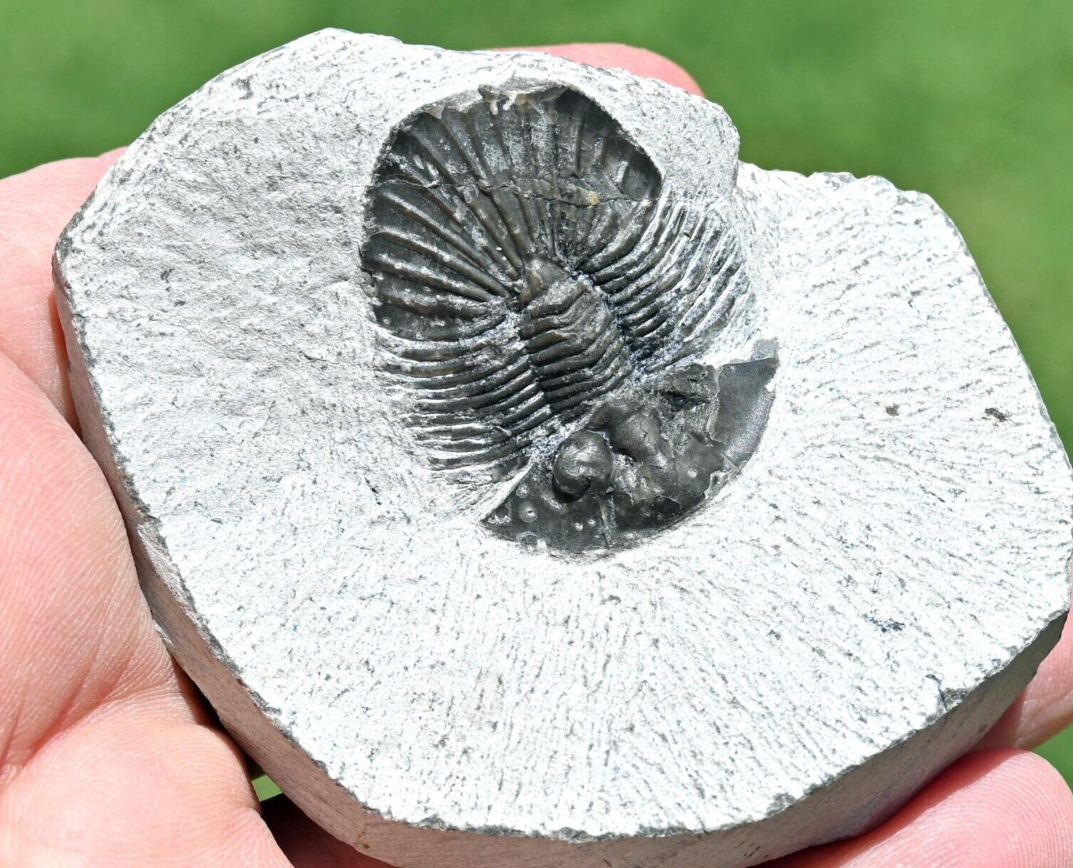 Trilobite Fossil, Scabriscutellum sp, from Morocco #3