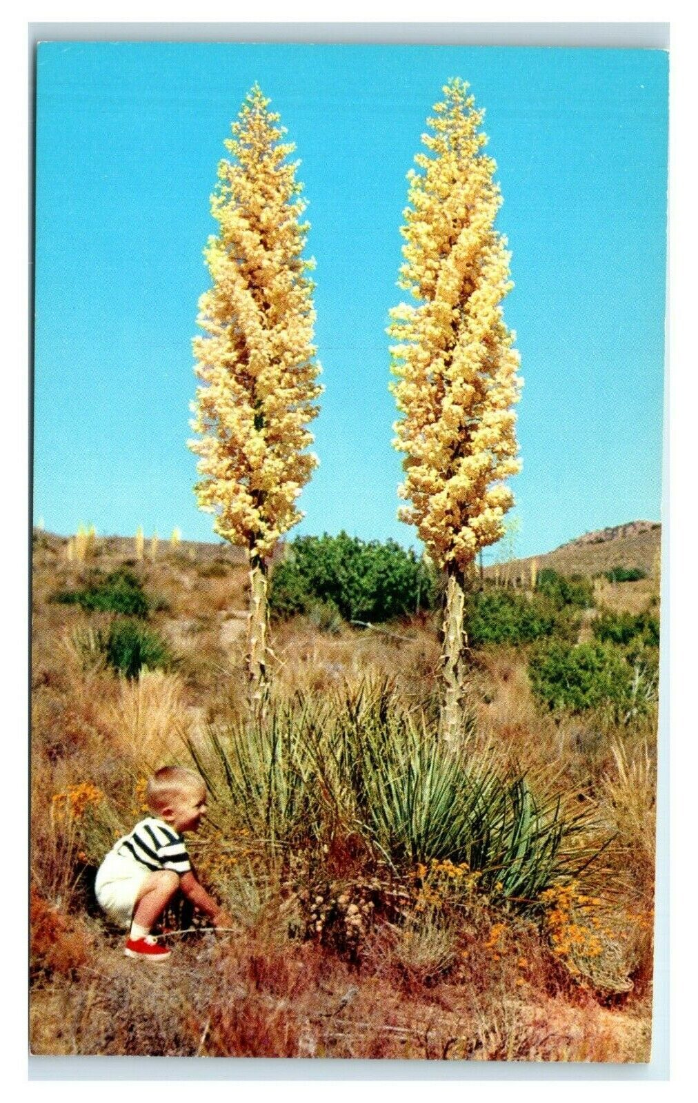 Postcard California Yucca in Bloom E60