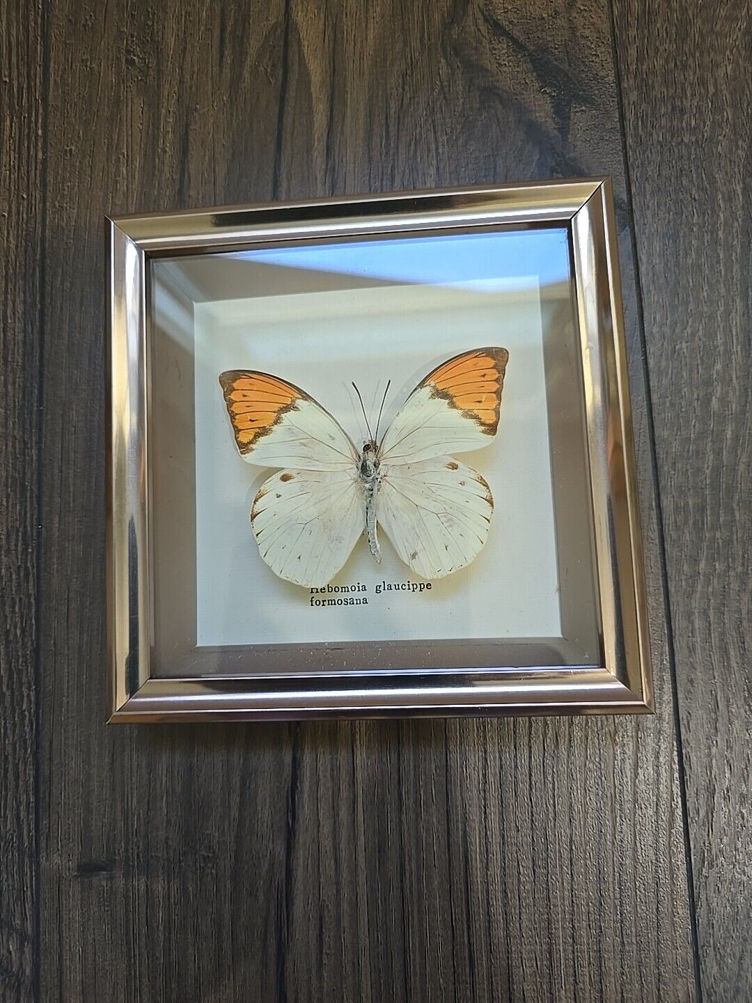 Vintage Framed Preserved Butterfly Hebomoia glaucippe formosana