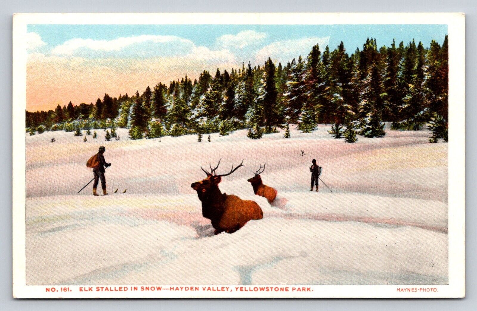 c1910 Haynes Elk Stalled In Snow 161 100 Series Yellowstone Park P833