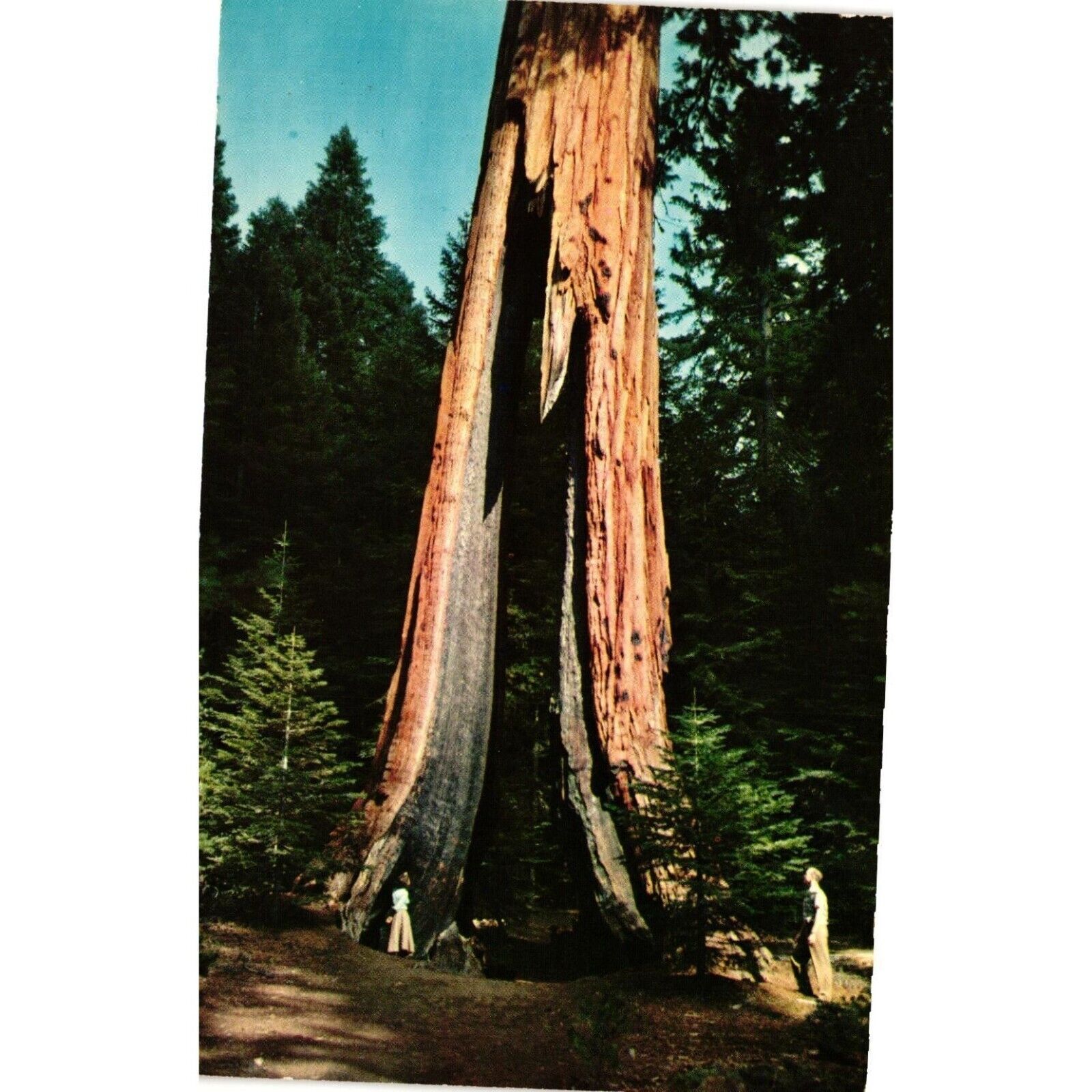 California Clothespin Sequoias Tree Postcards Travel Souvenir Unposted