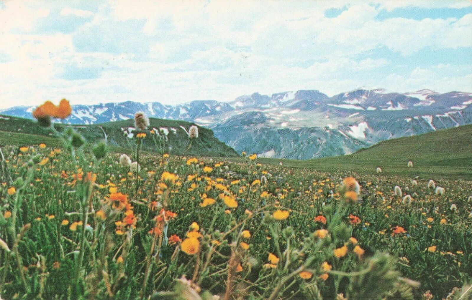 Field of Alpine Wild Flowers near Yellowstone National Park WY MT - Postcard