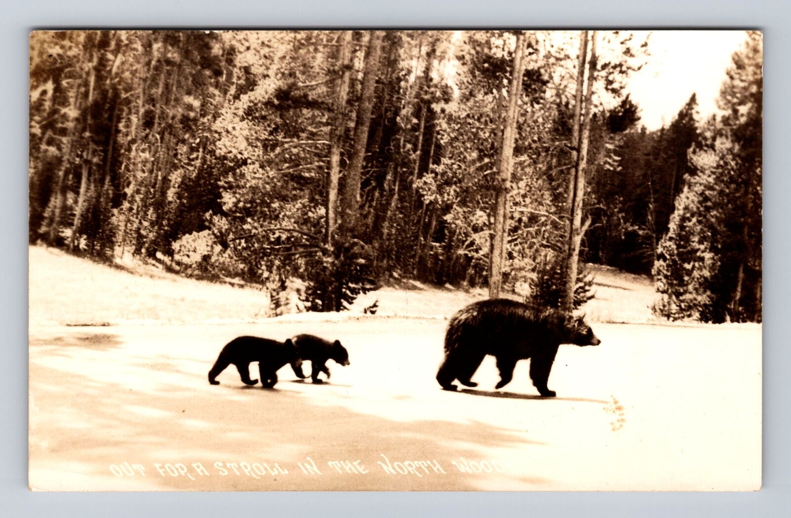 RPPC-Mama Bear And Cubs Out For A Stroll, Northwoods, Vintage Souvenir Postcard